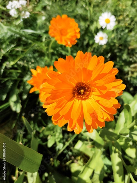 Obraz Orange flower