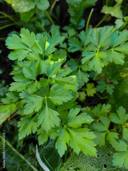 Obraz Parsley leaves