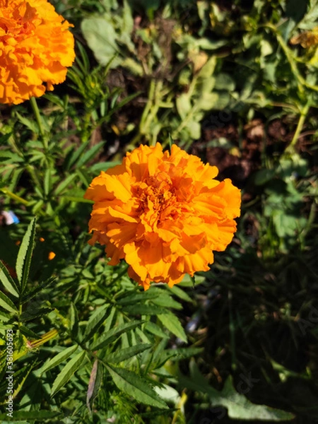 Obraz Orange marigold