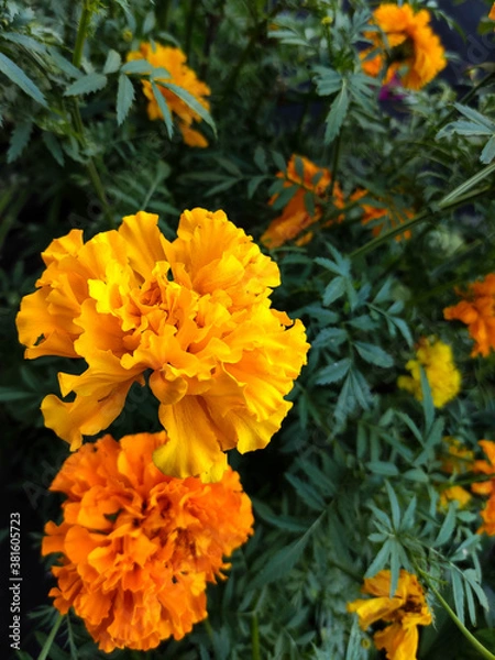 Obraz Yellow and orange marigold flowers