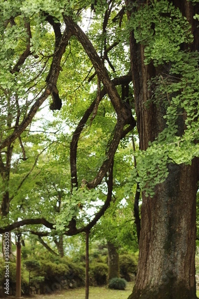 Fototapeta 大きな銀杏の大木