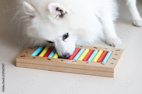 Fototapeta Dog playing Intellectual game. Training game for dogs.
