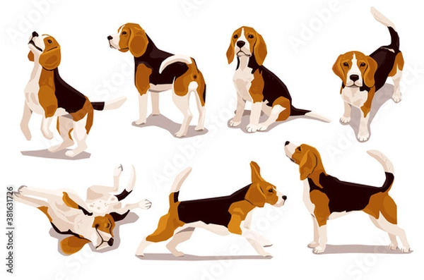 Obraz Cute cool beagle puppy set. Collection of flat dog in various poses and actions. Vector illustration of domestic pet behavior