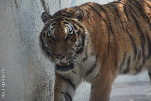 Obraz 迫力あるトラ