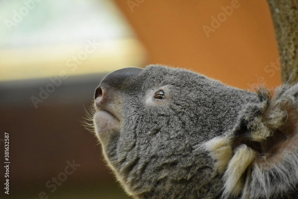 Obraz コアラの横顔