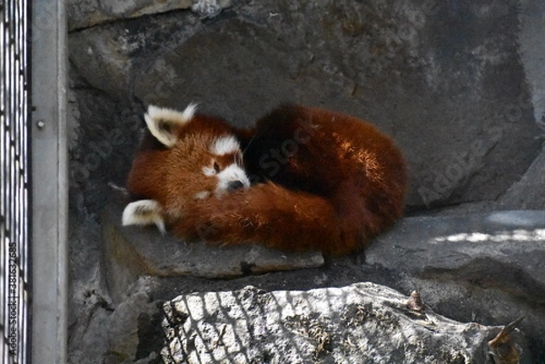 Obraz 寝ているレッサーパンダ