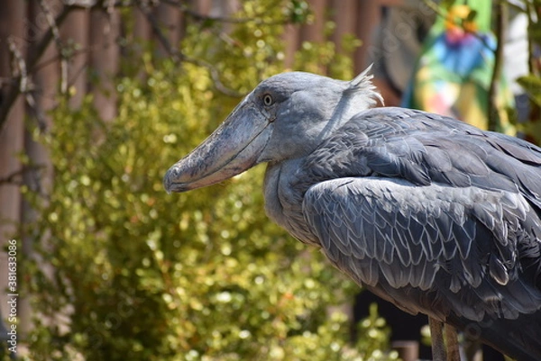 Fototapeta ハシビロコウの横顔