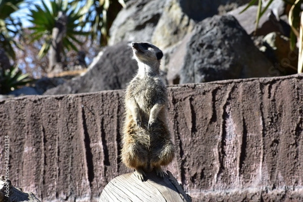 Obraz ミーアキャット