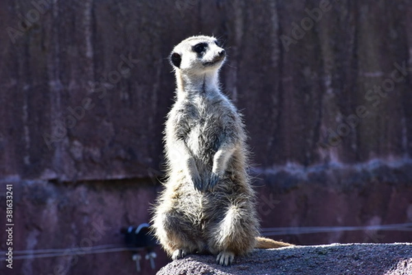 Obraz ミーアキャット