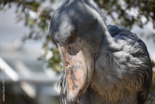 Obraz ハシビロコウのくちばし