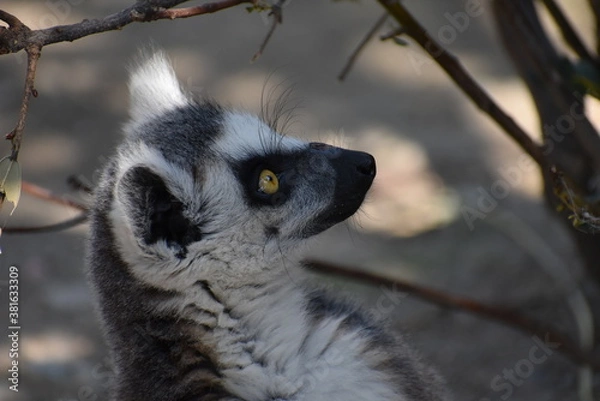 Obraz ワオキツネザル