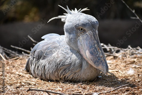 Obraz 座っているハシビロコウ