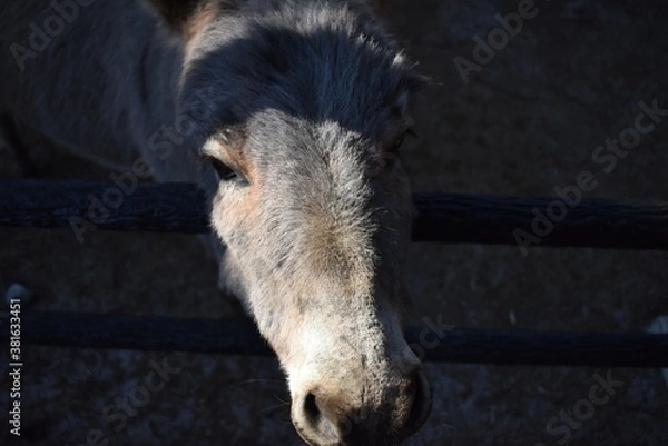 Obraz ロバのアップ