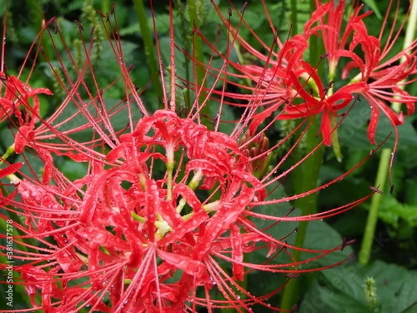 Obraz 雨上がりの真っ赤な彼岸花