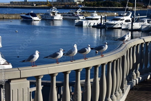 Obraz 港のカモメ