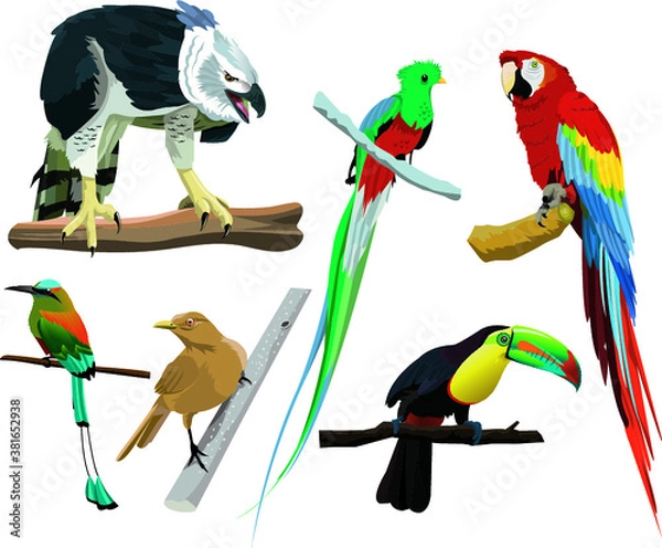 Obraz National birds from different countries of America
