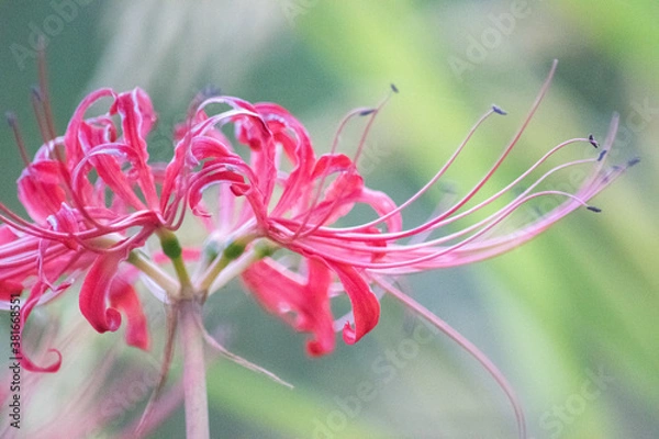 Obraz 秋、彼岸花のある風景