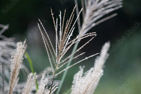 Obraz 秋のススキ