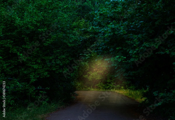 Obraz light in the forest