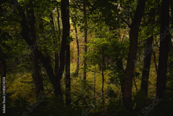 Obraz trees in the forest