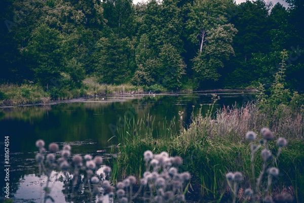 Obraz lake in the woods