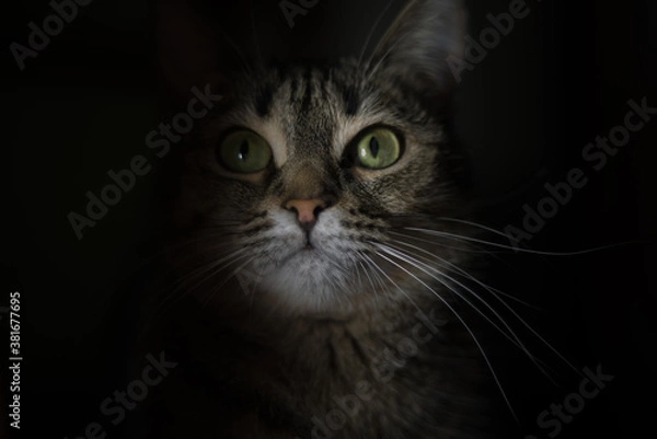 Obraz portrait of a cat