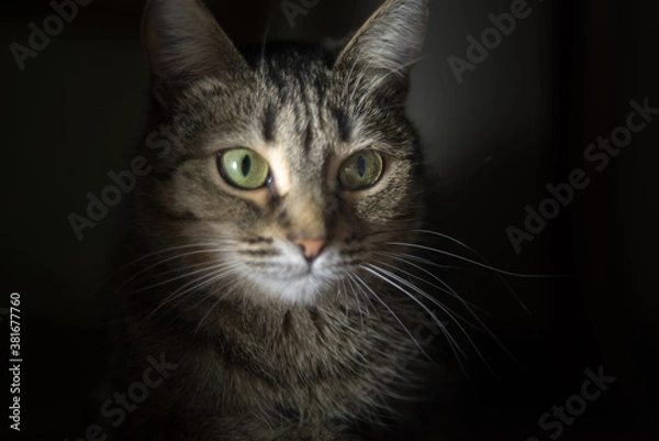 Obraz portrait of a cat