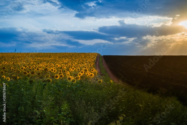 Obraz field of sunflowers and sky