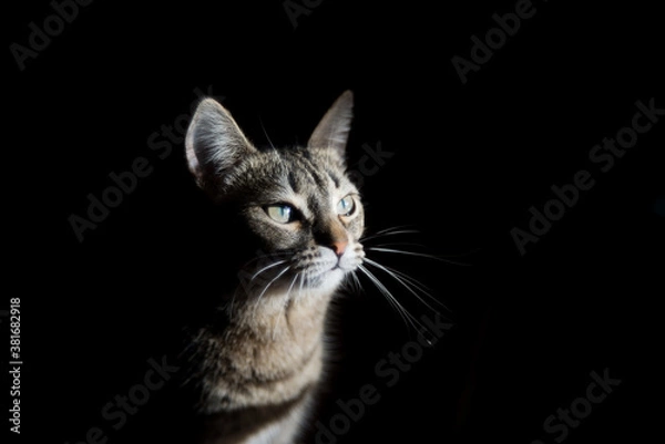 Obraz black cat portrait