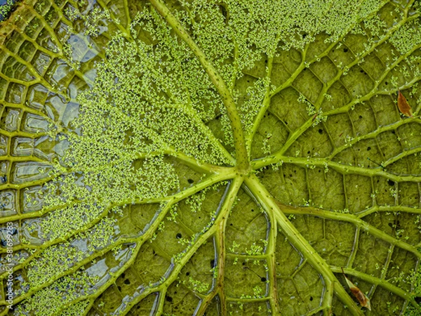 Obraz Victoria amazonica