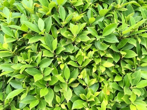 Obraz green leaves background