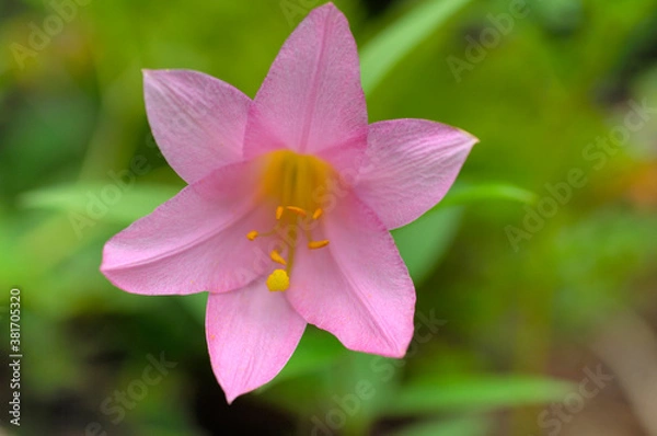 Obraz ヒメサユリ