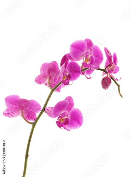 Fototapeta The violet orchids closeup on the white background