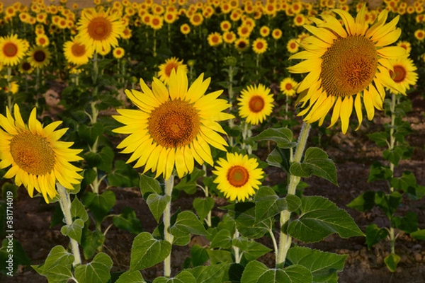 Fototapeta Sunflowers in Spain
