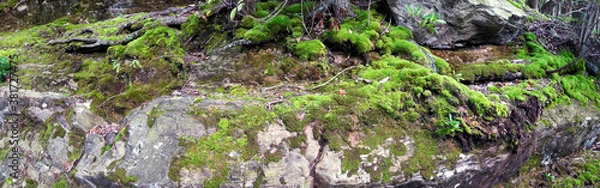 Obraz Forest moss panorama, NY State