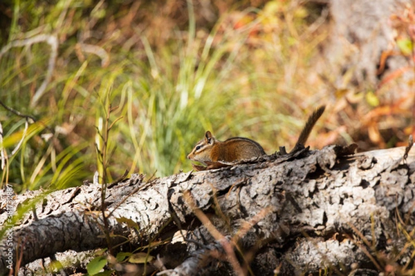 Fototapeta Chipmunk sitting on tree log