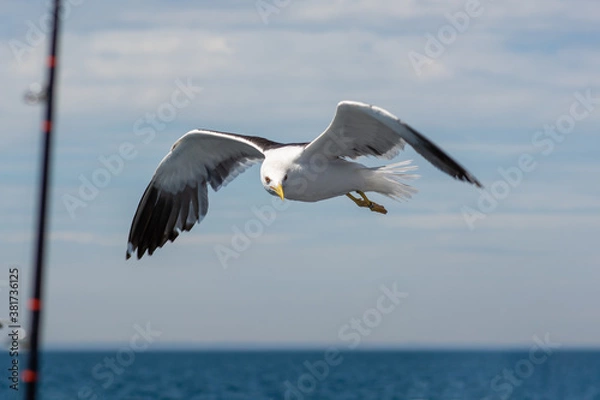 Fototapeta A picture of a flying seagull close to a fishing boat. A clear blue sky with patches of clouds in the background