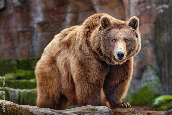 Obraz Picture of a big brown bear