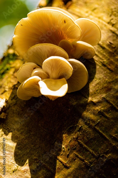 Obraz Oyster mushroom (Latin: Pleurotus ostreatus) is a common edible mushroom. It was first cultivated in Germany as a subsistence measure during World War I. Now it grows commercially around the world