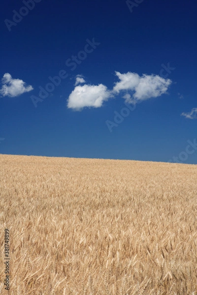 Fototapeta 麦畑と雲