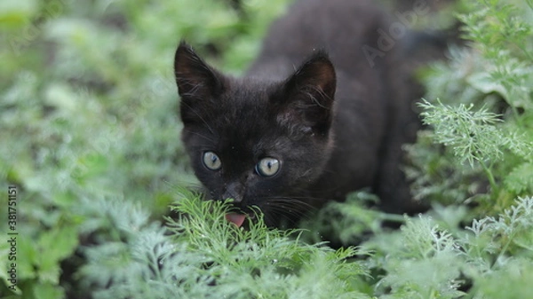 Obraz 
Black kitten outdoors in the grass. Morning dew on the grass.