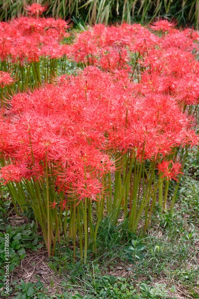 Fototapeta 彼岸花