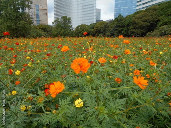Fototapeta 満開の花畑（東京）

