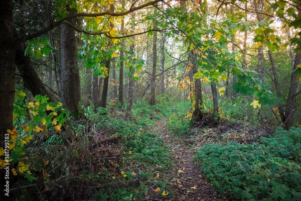 Obraz Dense autumn forest at sunset.