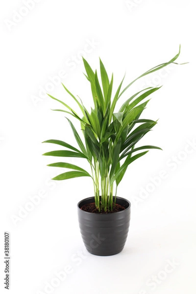 Fototapeta Płetwonogi