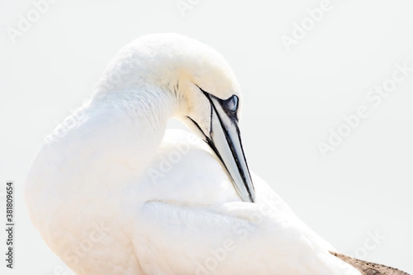Fototapeta One wild bird in the wild, Northern Gannet on the island of Helgoland on the North Sea in Germany. In high-key