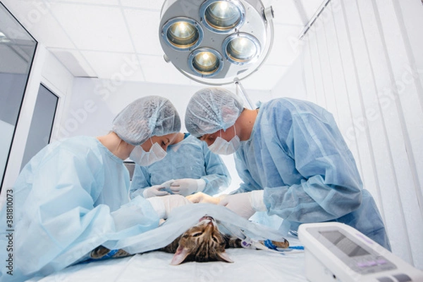 Fototapeta In a modern veterinary clinic, an operation is performed on an animal on the operating table in close-up. Veterinary clinic