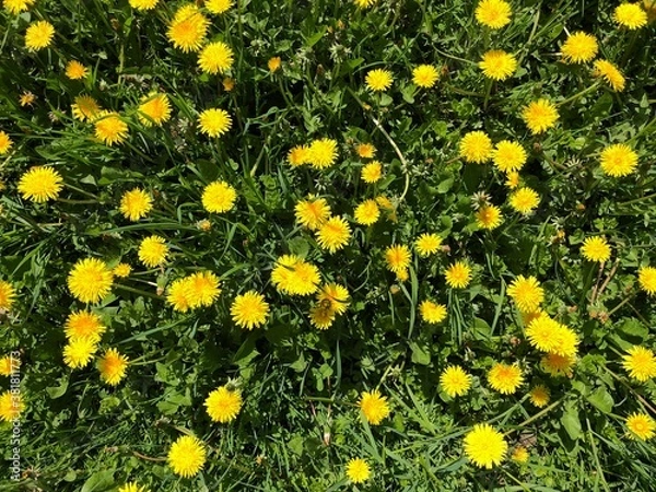 Fototapeta Background with green grass and lots of flowering yellow dandelions