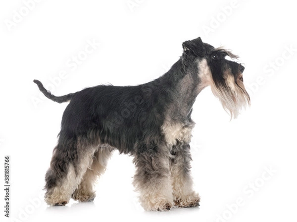 Obraz miniature schnauzer in studio