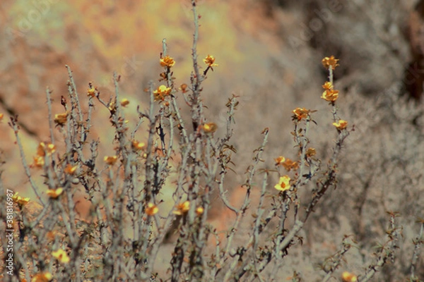 Obraz moss on the ground